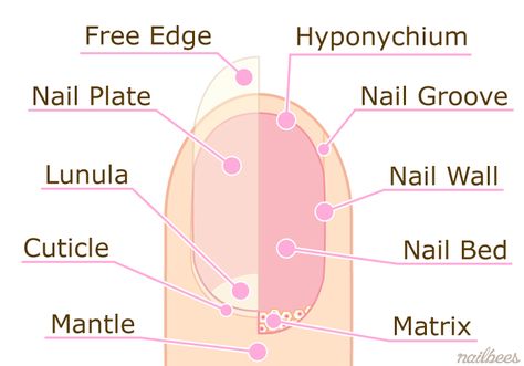 Nail diagram Nail Diagram, Nail Info, Nail Structure, Nail Anatomy, Nail Tech School, Acrylic Nails At Home, Nail Courses, Star Nail Art, Nail Techniques