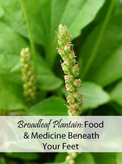 Broadleaf Plantain: Food and Medicine Beneath Your Feet Foraging Plantain, Plantain Benefits, Broadleaf Plantain, Medicinal Wild Plants, Edible Weeds, Plantain Leaves, Food Medicine, Leafy Plants, Healing Plants