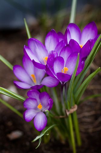 Explore Jim Cornish photos on Flickr. Jim Cornish has uploaded 1066 photos to Flickr. Purple Crocus, Crocus Flowers, Crocus Flower, Purple Garden, Beautiful Flowers Garden, Exotic Flowers, Flower Beauty, Types Of Flowers, Flower Images