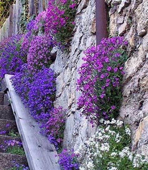 Retaining Wall Planting, Rock Retaining Wall, Pool Plants, Perennial Ground Cover, Royals Series, Future Garden, Garden Images, Ground Cover Plants, Ground Cover