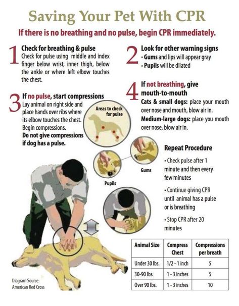 How To Do Cpr, First Aid For Dogs, Dog Remedies, Medical Posters, Dog Health Tips, Dog Info, Pet Peeves, Dog Safety, Dog Care Tips