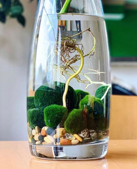 SmartPlant - Plant Care App on Instagram: “When you are fed up with propagation looking like anything other than perfect😍⁠ ⁠ ⁠ To make this gorgeous propagation display, all you have…” Moss Ball Aquarium, Marimo Moss, Marimo Moss Ball, Moss Ball, Moss Balls, Plant Care, Vase, Plants, Glass