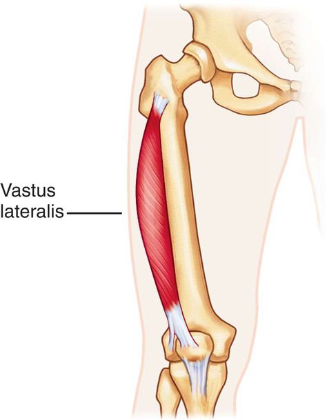 Quadriceps Femoris, Muscular System, Educational Resources, Muscles, Peace Gesture, Anatomy, Nursing, Aurora Sleeping Beauty, Education