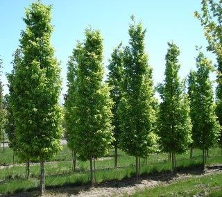 Frans Fontaine Hornbeam, European Hornbeam, Hornbeam Tree, Carpinus Betulus, Hornbeam Hedge, Backyard Trees, Privacy Trees, Columnar Trees, Privacy Landscaping