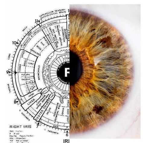 Opthalmic Technician, Iridology Chart, Eye Color Chart, Window To The Soul, Eye Anatomy, Basic Anatomy And Physiology, Strengths And Weaknesses, Medical School Studying, What Is Happening