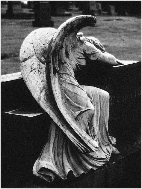 Weeping Angels, Cemetery Angels, Cemetery Statues, Weeping Angel, I Believe In Angels, Angel Statue, Angel Sculpture, Ange Demon, Cemetery Art