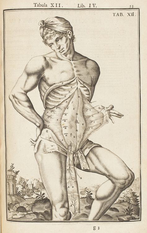 Spiegel, 1645 : stomach 18th Century Illustration, Victorian Medical Illustration, Laszlo Cravensworth, Blood Eagle, Anatomy Books, Medical Diagrams, Anatomy Biology, Anatomy Book, Chill Art