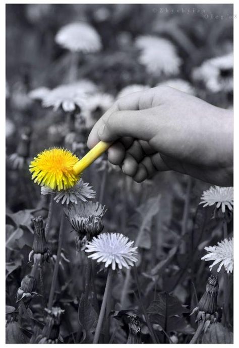 "I came along I wrote a song for you And all the things you do And it was called 'Yellow' " Coldplay Selective Color Photography, Mises En Page Design Graphique, Color Splash Photography, Splash Photography, A Dandelion, White Picture, Black White Photos, Black And White Pictures, Yellow Flower