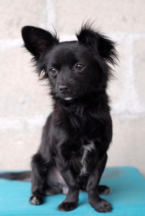 <3 Angelo!!! <3 <3 Chi X & Papillon • Young • Male • Friendly & sweet little 5 lb cutie! Gets along w/ Kids, Dogs & probably CATS too! Very well behaved & kind of has a big dog calmness about him. You will hear NO yapping from Angelo! About 1 yr & ready for his home! Neutered • Current vaccs. THE MUTT SCOUTS; Los Angeles, CA. Small Black Dog, Papillon Mix, Black Chihuahua, Baby Chihuahua, Papillon Dog, Mastiff Dogs, Chihuahua Mix, Cute Chihuahua, Chihuahua Love