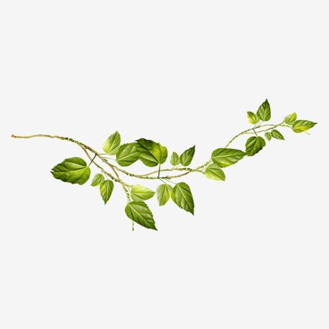 Vines Png, Aesthetic Vines, Vine Clipart, Vine And Branches, Vine Decoration, Aesthetic Objects, Old Paper Background, Green Vines, White Gardenia