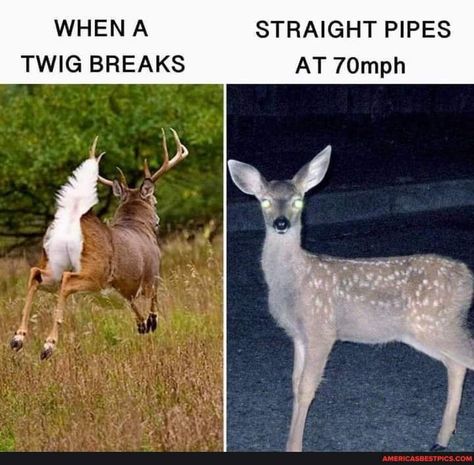 Deer Hunting Memes, Girl Hunting Quotes, Funny Hunting Pics, Hunting Quotes Funny, Deer Hunting Humor, Hunting Jokes, Hunting Quotes, Funny Deer, Funny Hunting