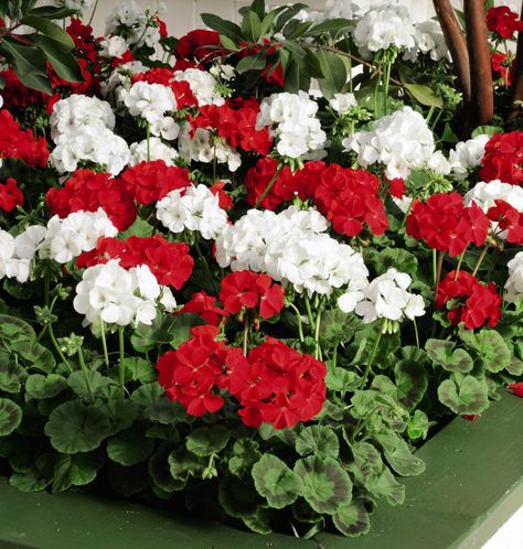 the front yard will have all of it's red and white with geraniums and then ... Red Geraniums Garden, Red And White Petunias, Red And White Garden, Checked Curtains, White Garden Flowers, White Geraniums, Geraniums Red, Capital Cities, Red And White Flowers