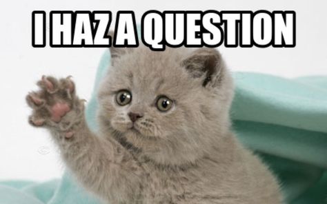 9 Serious Questions Your Cat Wants To Ask You Almost Every Day Week End Quotes, Funny Monday Memes, Cute Cat Memes, Monday Humor, Humor Memes, Funny Cat Memes, Funny Animal Memes, Grumpy Cat, Funny Cat Videos