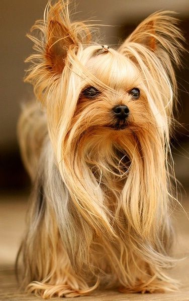 Yorkie Haircuts, Top Dog Breeds, Yorkie Puppies, 강아지 그림, Popular Dog Breeds, Most Popular Dog Breeds, Yorkshire Terriers, Yorkie Dogs, Yorkshire Terrier Puppies