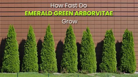 Emerald Arborvitae Growth Rate Per Year (Thuja Emerald) - EmbraceGardening Emerald Arborvitae Landscaping, Emerald Green Arborvitae Landscaping, Thuja Emerald Green, Green Giant Arborvitae Landscaping, Forever Goldy Arborvitae, Emerald Green Arborvitae Smaragd, Emerald Arborvitae, Green Giant Arborvitae, Emerald Green Arborvitae