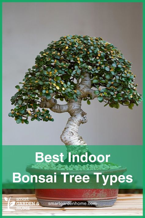 Indoor bonsai trees, such as the Dwarf Jade and Ficus Retusa, offer a beautiful and serene addition to any home. These trees are easy to maintain and can live for many years, making them perfect for adding a touch of nature to your space. Learn more at Smart Garden and Home. Types Of Bonsai Trees, Money Tree Bonsai, Japanese Maple Bonsai, Chinese Elm Bonsai, Flowering Bonsai Tree, Elm Bonsai, Houseplants For Beginners, Tree Types, Best Houseplants