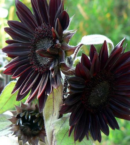 Black sunflower, so cool! Im going to attempt to grow these this summer:) Garden Design Ideas On A Budget, Black Plants, Seeds Planting, Black Sunflower, Dark Garden, Goth Garden, Planting Sunflowers, Red Sunflowers, Gothic Garden