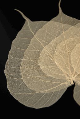 Natural 4"- 5.5" Bodhi Tree Skeleton Transparent Leaves (10 leaves pkg) Company doesn't ship outside of the US