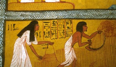 Ancient Egyptian Agriculture  | Food and Agriculture Organization of the United Nations Ancient Egypt Farming, Cereals And Pulses, Barley Seeds, Egyptian Artwork, Home Pregnancy Test, Aromatic Plant, Natural Pregnancy, Ancient Egyptians, Nile River