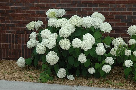 Click to view a full-size photo of Incrediball Hydrangea (Hydrangea arborescens 'Abetwo') at Dutch Growers Garden Centre Condo Outside, Hydrangea Incrediball, Hydrangea Arborescens Incrediball, Retaining Wall Garden, Hydrangeas Garden, Incrediball Hydrangea, Annabelle Hydrangea, Hydrangea Landscaping, Hydrangea Arborescens