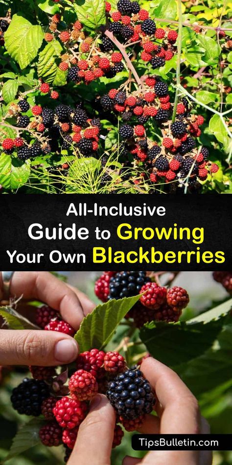 Tennessee Gardening, Pruning Blackberries, Blackberries Growing, Blackberry Trellis, Gardening Fruits, Growing Berries, Gardening Knowledge, Blackberry Plants, Growing Blackberries