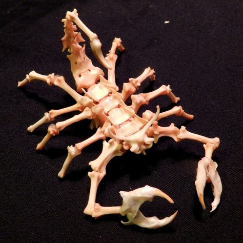 Scorpion Skeleton, Bones Sculpture, Animal Bones Aesthetic, Art With Animal Bones, Animal Bones Aesthetic Dark, Taxidermy Scorpion, Taxidermy Jewelry, Celtic Knot Designs, Bone Crafts