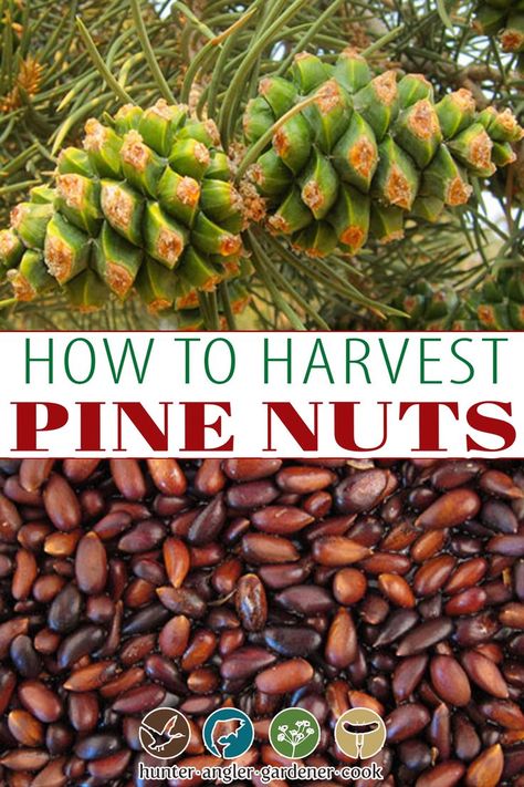 Pine Nuts Harvesting, Hickory Nuts Uses, Pine Recipes, Pine Nuts Benefits, Pine Nuts Recipes, Pine Nut Tree, Foraging Plants, Medicinal Wild Plants, Pine Nut Recipes