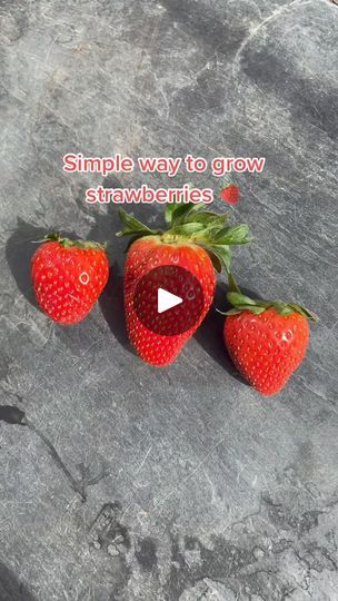 #howto grow strawberries at home the simple way! #plantdad #PlantTok #plants #seeds #didyouknow #LearnOnTikTok #strawberry #plants | Joesgarden | Joesgarden · Original audio Grow Strawberries, Strawberry Seed, Growing Strawberries, Strawberry Plants, Simple Way, Strawberries, Seeds, At Home, Audio