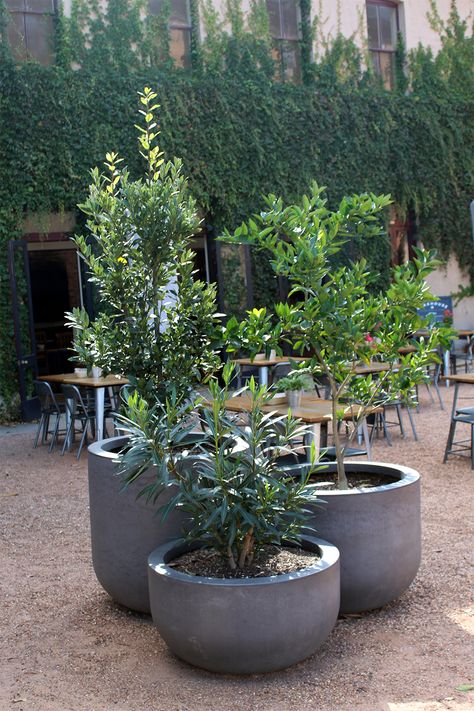 Small Garden Pots, Courtyard Plants, Small Garden Landscape, Small Courtyard Gardens, Courtyard Gardens Design, Potted Plants Outdoor, Patio Plants, Outdoor Pots, Outdoor Gardens Design