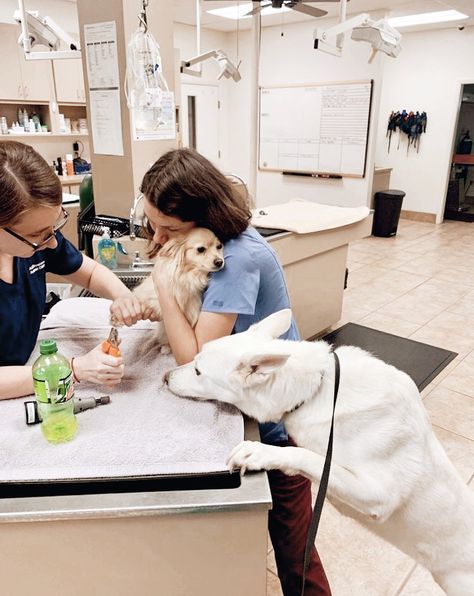 Small Animal Veterinarian Aesthetic, Dog Vet Aesthetic, Animal Caretaker Aesthetic, Animal Trainer Aesthetic, Veterinary Nursing Aesthetic, Veterinary Assistant Training, Animal Doctor Aesthetic, Vet Nursing Aesthetic, Vet Life Aesthetic