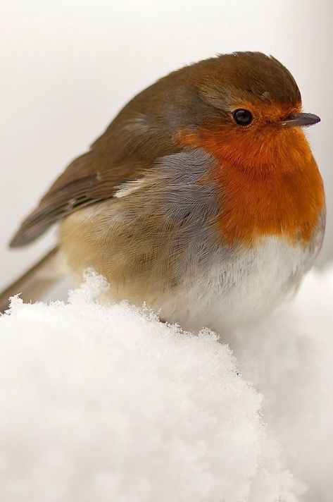 European Robin, Red Robin, Robin Bird, Nature Birds, Bird Pictures, Pretty Birds, Bird Photo, Watercolor Bird, Colorful Birds