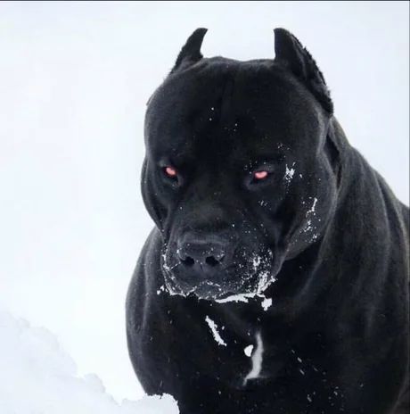 Prague pitbull looks like Satan's dog - 9GAG All Black Pitbull, Pitbull Wallpaper, Chien Cane Corso, Black Pitbull, Bully Breeds Dogs, Pitt Bull, Corso Dog, Devil Dogs, Scary Dogs