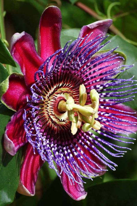 Passionfruit Flower, Passion Fruit Flower, Understory Plants, Mexican Feather Grass, Flower Reference, Seed Starting Mix, Banana Flower, Strange Flowers, Beautiful Plants