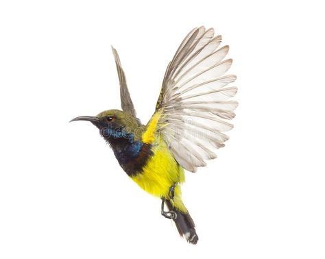 Beautiful flying Bird Olive-backed Sunbird. Isolate on White Background royalty free stock photography Sunbird Drawing, Sunbird Tattoo, Flying Bird, Australian Birds, Tropical Birds, Birds Tattoo, Stock Photography Free, Birds Flying, Tattoo Inspo