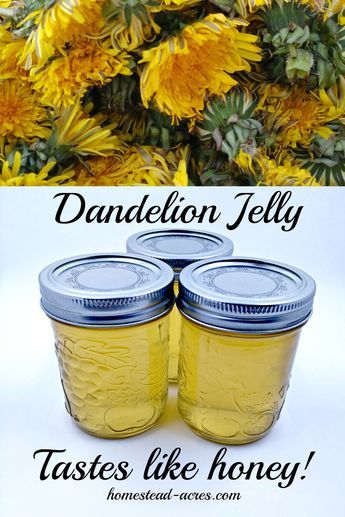 Dandelion Honey Recipe Easy, Flowers Recipes, Edible Flowers Recipes, Dandelion Jelly, Dandelion Recipes, Honey Recipes, Flower Food, Breakfast Brunch Recipes, Edible Flowers