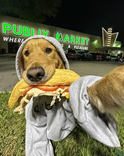 Tell me you live in Florida, without telling me you live in Florida 🥪 ***The sandwich is just used as a prop and we do not recommend anyone feeds this to their dog*** #Floridathings #dogsofflorida #pubsub #publix #dogsoforlando #funnydog #dogselfie Dogs Images, Cute Dogs Images, Oc Pokemon, Very Cute Puppies, Cute Dog Photos, Cute Animals Puppies, Very Cute Dogs, Really Cute Dogs, Cute Dog Pictures