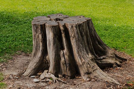 tree stump ideas Kill Tree Stump, Removing Tree Stumps, Stump Grinder, Stump Removal, Tree Removal, Diy Tree, Tree Service, Tree Trunks, Top Soil