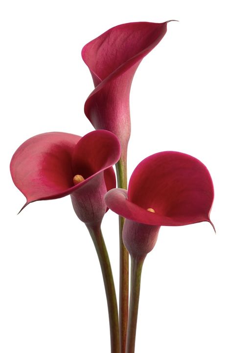 Pink Cala Lily, Burgundy Calla Lily, Red Orchid Aesthetic, Maroon Orchid, Pink Calla Lily, Calla Lily Colors, Pink Calla Lilies, Deep Pink, Wallpaper Pc