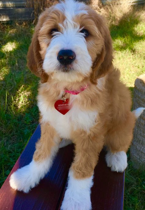 Red and White Tuxedo Goldendoodles Red And White Goldendoodle, Tuxedo Goldendoodle, Teddy Doodle, White Goldendoodle, Doodle Dogs, White Tuxedo, Doodle Inspiration, Golden Doodle, Doodle Dog