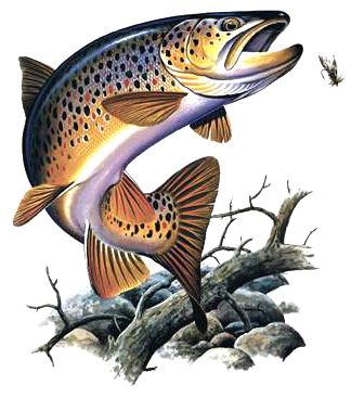 Reverse Mermaid, Trout Tattoo, Redfish Fishing, Trout Art, Fish Carving, Fly Fishing Art, Trout Fishing Tips, Fish Artwork, Brook Trout