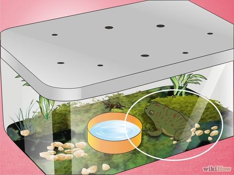 HOW TO: Care for an American Toad Toad Terrarium Ideas, Pet Toad Habitat, Toad Habitat Tank, Toad Enclosure Ideas, Toad Enclosure, Toad Terrarium, Toad Habitat, Pet Toad, Hermit Life