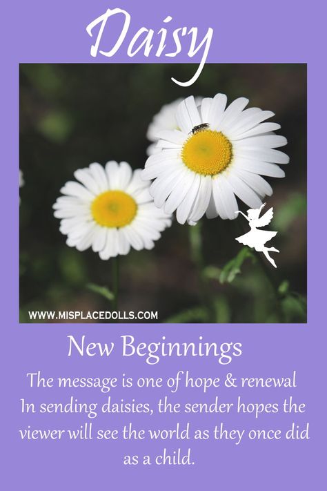 In the Language of the Flowers, the Daisy is about the message of hope and renewal. Daisy Spiritual Meaning, Flowers For New Beginnings, Meaning Of Daisy Flowers, Daisy Name Meaning, Daisy Quotes Inspirational, Daisy Meaning Flowers, Daisy Flower Quotes, Floral Meanings, Daisy Symbolism