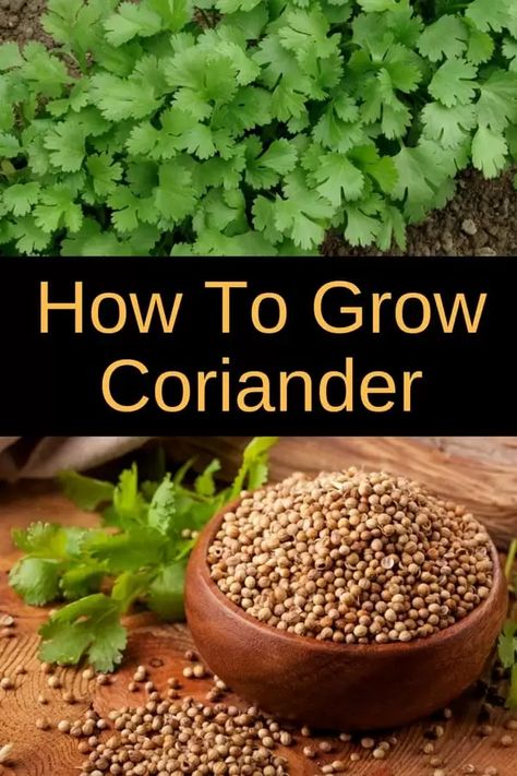 How To Grow Coriander, Herbs Cooking, Growing Coriander, Growing Cilantro, Spice Garden, Types Of Herbs, Organic Vegetable Garden, Astuces Diy, Veg Garden