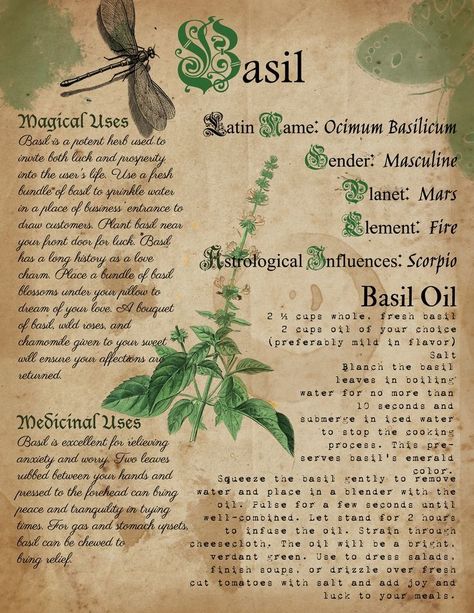 Basil Magic. Plant Meanings. Herb Meanings. Herbalism Ideas. Grimoire. Green Witch. Witchcraft. Herb Meanings, Spell Ideas, Plant Meanings, Witch Grimoire, Herbal Witch, Witchcraft Herbs, Magickal Herbs, Witch Herbs, Three Wishes