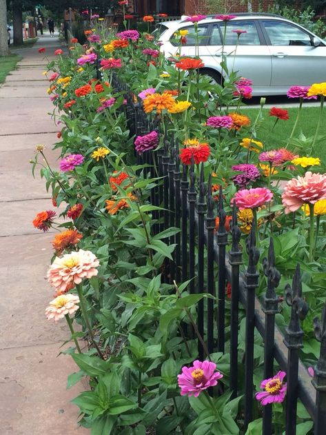 Zinnia Garden, Zinnia Flowers, Garden Vines, Cottage Garden Design, Garden Wallpaper, Cut Flower Garden, Iron Fence, Garden Yard Ideas, Backyard Fences