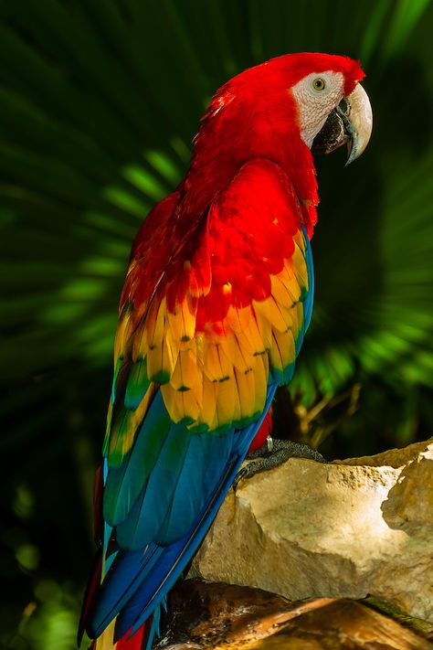 Animals And Pet Supplies, Regard Animal, Parrot Painting, Scarlet Macaw, Animal Jungle, Quintana Roo Mexico, Parrots Art, Bird Supplies, Anime Animals