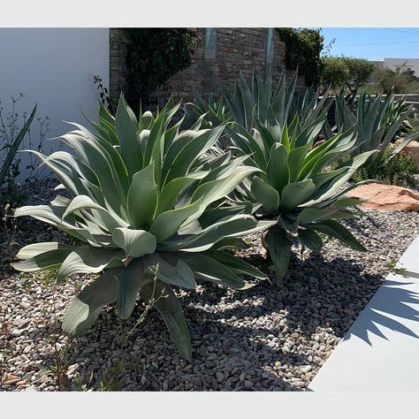 Agave Attenuata, Patio, Flowers, Patios