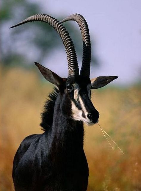 Sable Antelope, Animals With Horns, Comedy Wildlife Photography, Mule Deer, Unusual Animals, Rare Animals, Manx, Airbrush Art, Majestic Animals