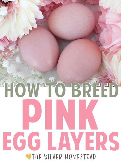 3 heavy bloom true cotton candy pink colored easter egger chicken breeding hatching eggs are shown on a white surface with fresh pink carnations, white and blush daisies and white baby's breath flowers with text that reads how to breed pink egg layers backyard chicken keeping egg colors Colored Chicken Eggs, Easter Eggers Eggs, Chicken Egg Basket, Chicken Egg Colors, Chicken Breeding, Pink Eggs, Easter Egger Chicken, Cute Chicken Coops, Backyard Chicken Coop Plans