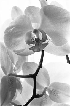 Italian Vogue, Orchid Photography, Black And White Art Print, Art Print Black And White, Medium Format Film, Road Art, Not On The High Street, White Art Print, Gelli Printing